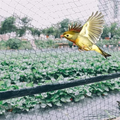 Bird Netting Services