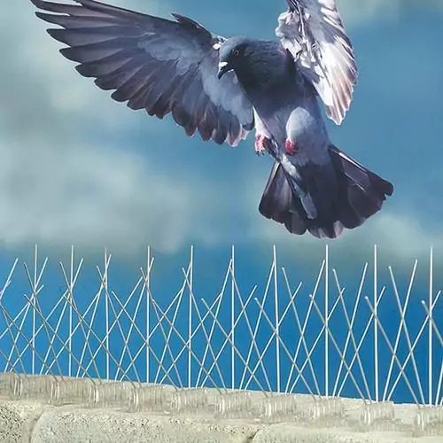 Stainless Steel Anti Bird Spikes