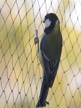 Bird Netting
                                    Services Bangalore 