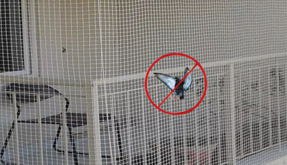 Pigeon Safety Nets