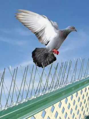 Stainless
                                    Steel
                                    Anti-Bird Spikes Bangalore 